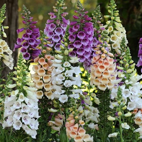 Digitalis Dalmatian Mixture - Bloom