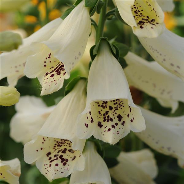 Digitalis Dalmatian Crème - Bloom