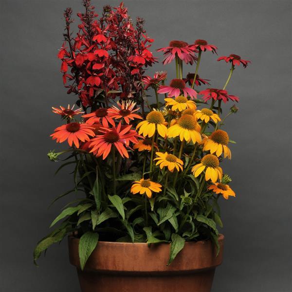 Echinacea Cheyenne Spirit