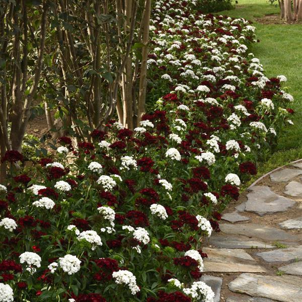 Dash™ Crimson Dianthus - Commercial Landscape 2