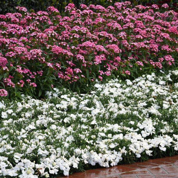 Dash™ Pink Dianthus - Landscape