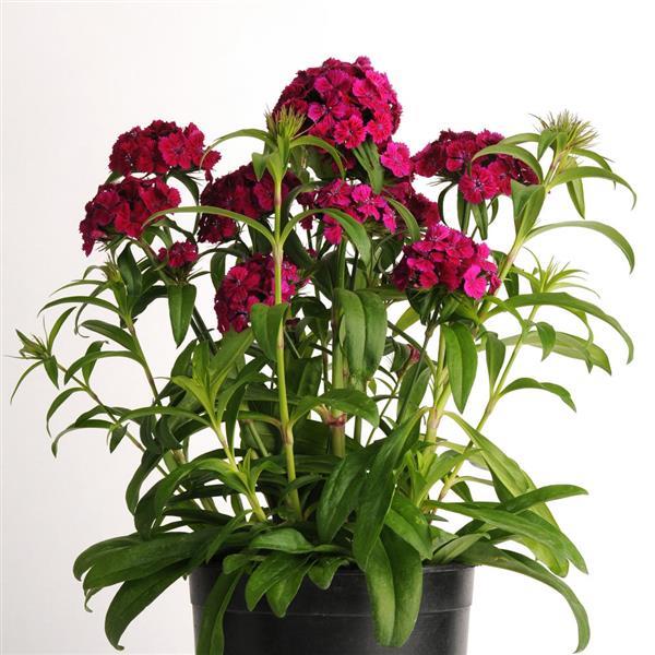 Dash™ Violet Dianthus - Container