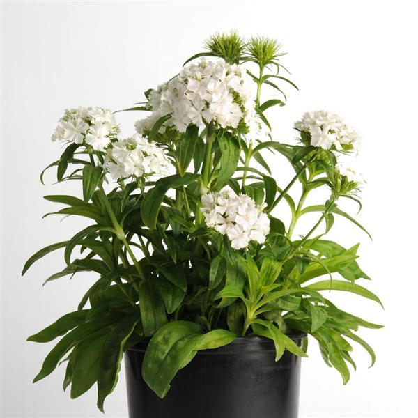 Dash™ White Dianthus - Container