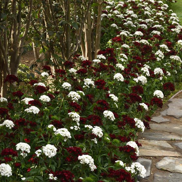 Dash™ White Dianthus - Landscape