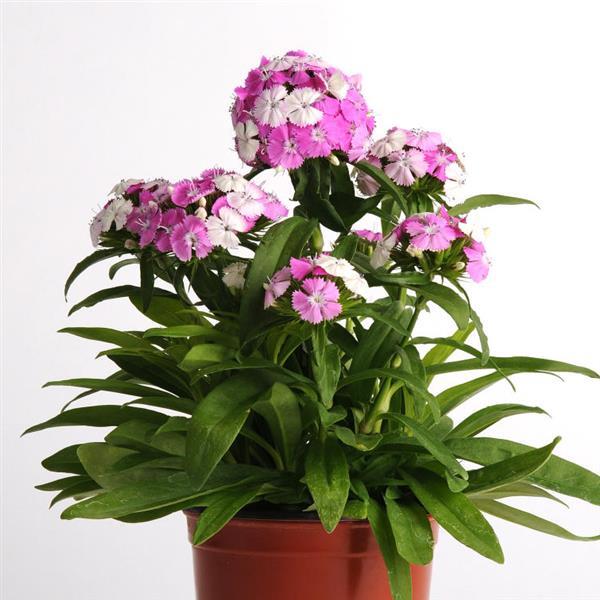 Dash™ Magician Dianthus - Container