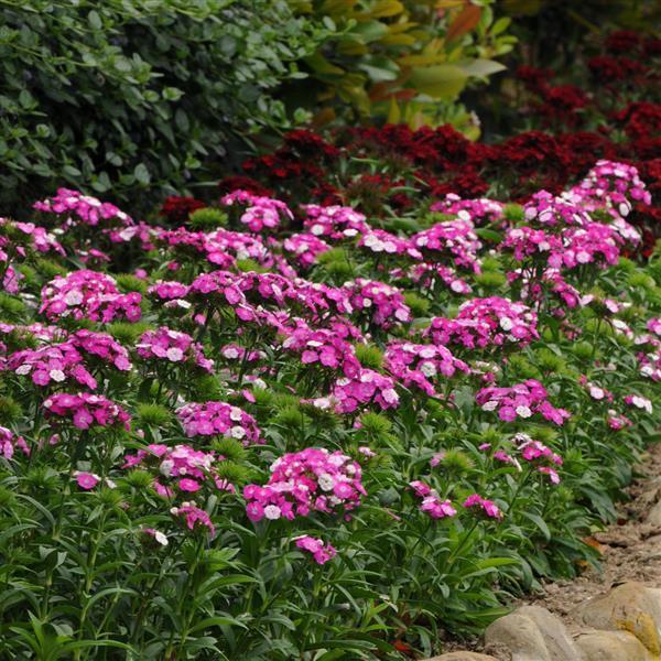 Dash™ Magician Dianthus - Landscape