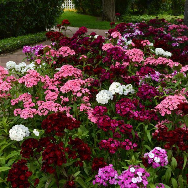 Dash™ Mixture Dianthus - Commercial Landscape 2