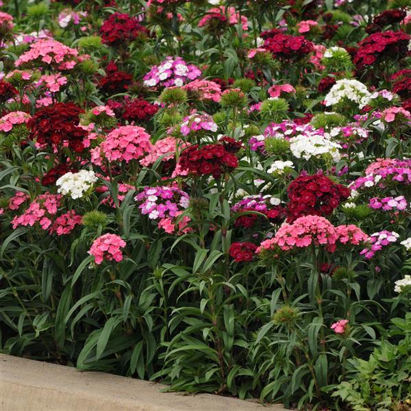 Dash™ Mixture Dianthus - Landscape