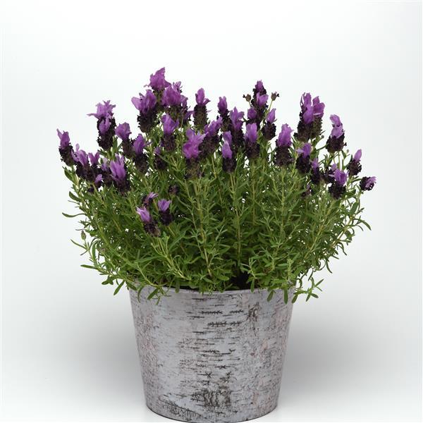 Lavandula Bandera Purple - Container