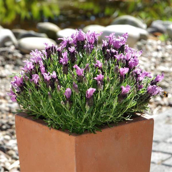 Lavandula Bandera Purple - Garden