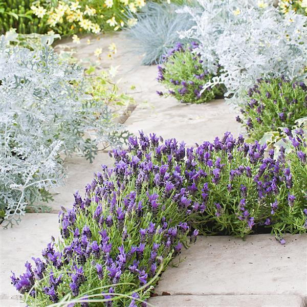 Lavandula Bandera Purple - Landscape