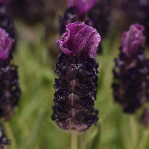 Lavandula Bandera Deep Purple - Bloom