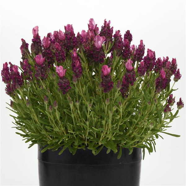 Lavandula Bandera Deep Rose - Container