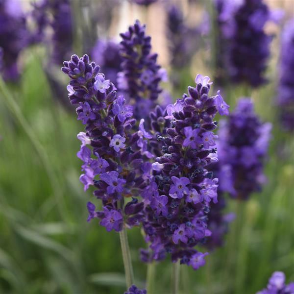 Lavandula Blue Spear - Bloom