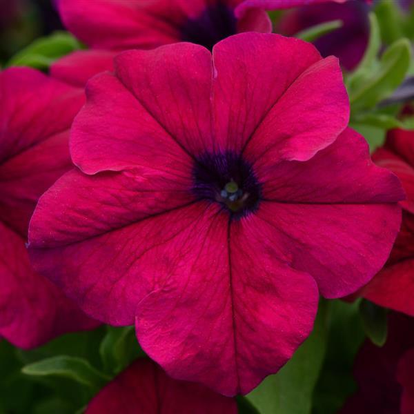 Dreams™ Burgundy Petunia - Bloom