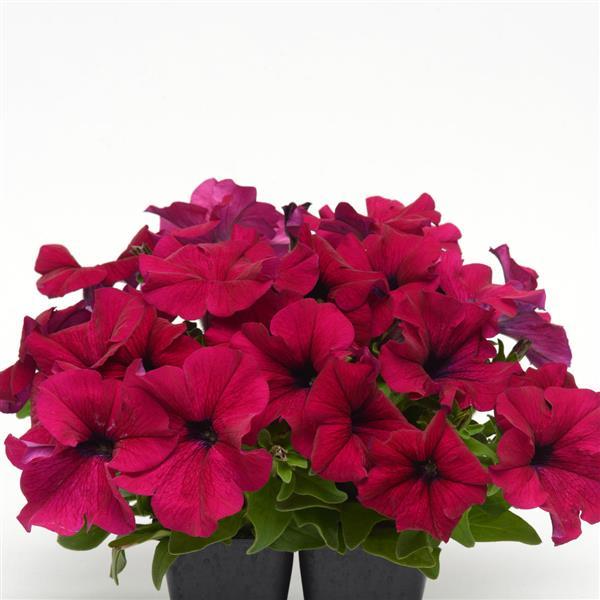Dreams™ Burgundy Petunia - Container