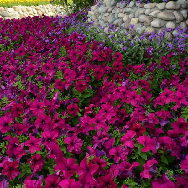 Dreams™ Burgundy Petunia - Landscape