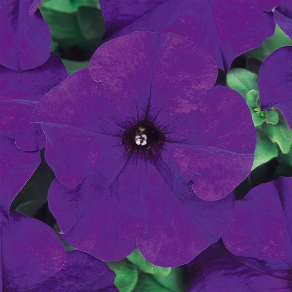 Dreams™ Midnight Petunia - Bloom