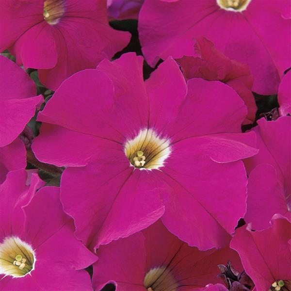 Dreams™ Neon Rose Petunia - Bloom