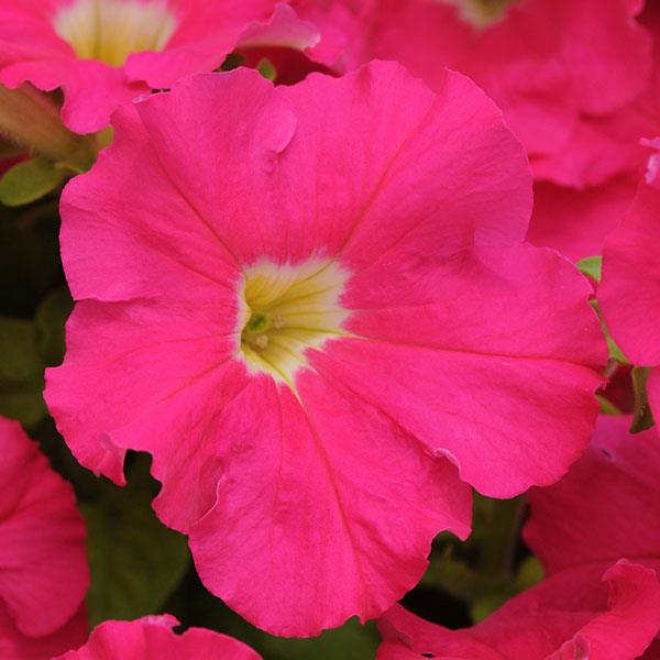 Dreams™ Rose Petunia - Bloom