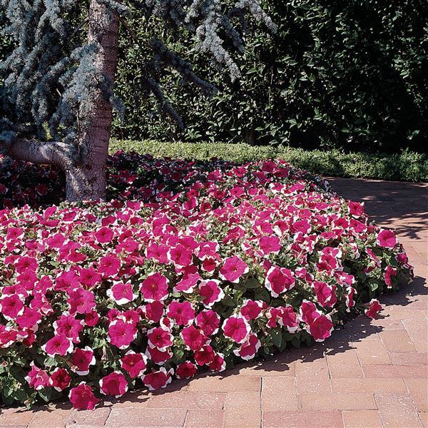 Dreams™ Rose Picotee Petunia - Landscape