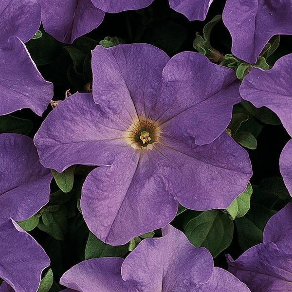 Dreams™ Sky Blue Petunia - Bloom
