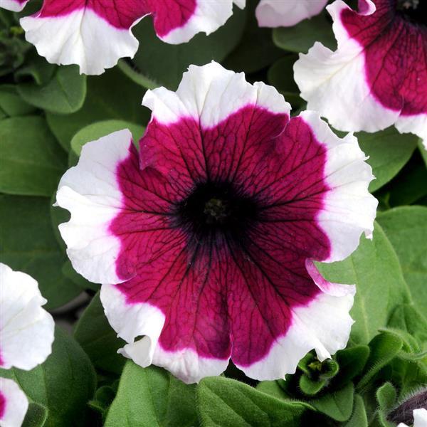 Dreams™ Burgundy Picotee Petunia - Bloom