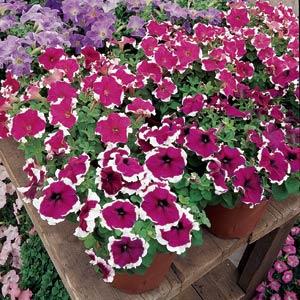 Dreams™ Burgundy Picotee Petunia - Displays