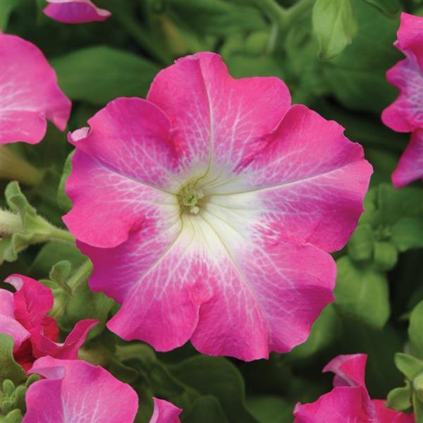 Dreams™ Rose Morn Petunia - Bloom