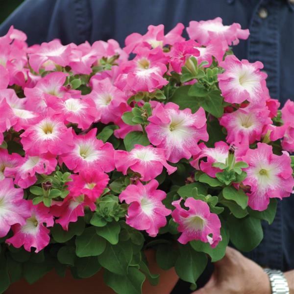Dreams™ Rose Morn Petunia - Container