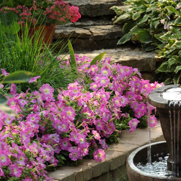 Dreams™ Rose Morn Petunia - Landscape