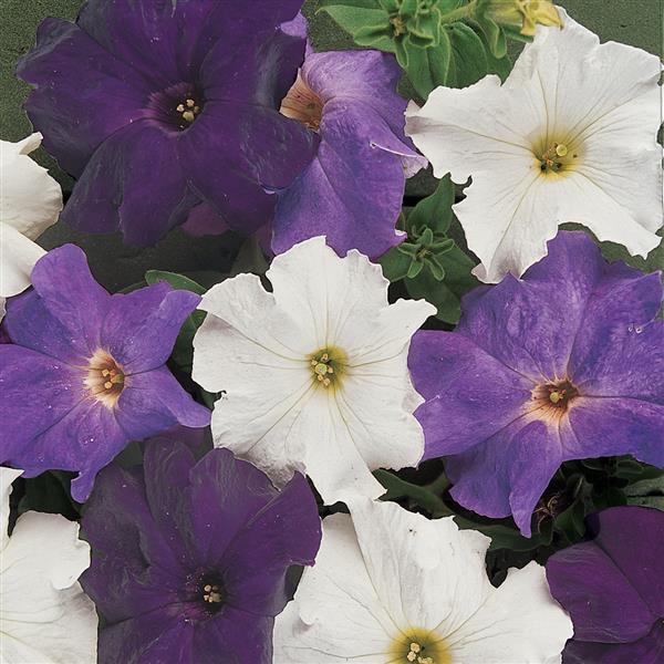 Dreams™ Waterfall Mixture Petunia - Bloom