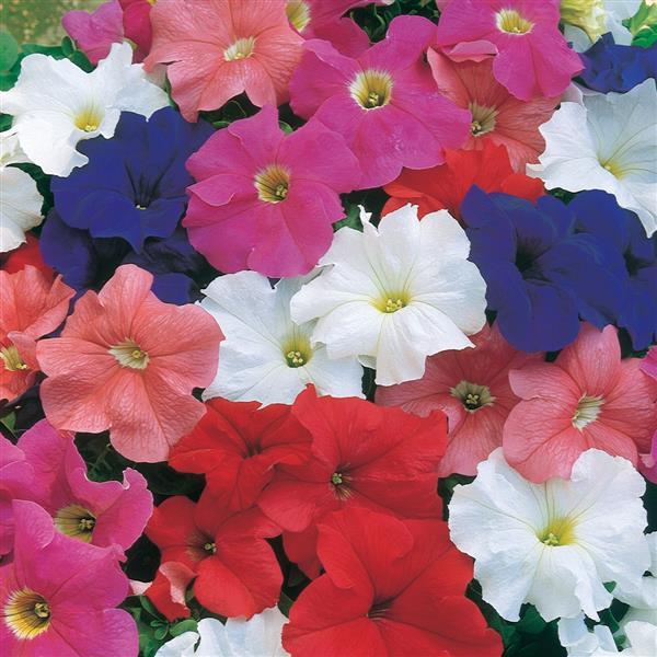 Dreams™ Mixture Petunia - Bloom