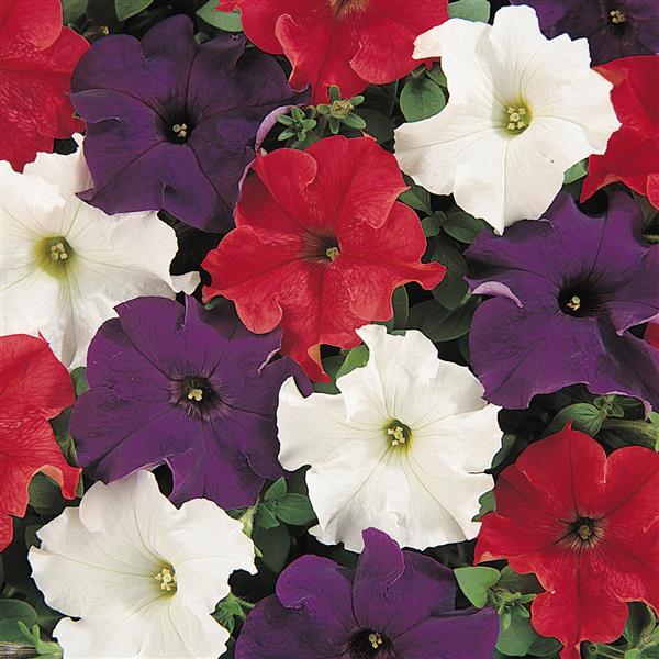 Dreams™ Patriot Mixture Petunia - Bloom