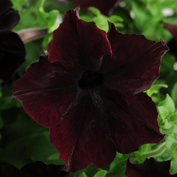 Sophistica® Blackberry Petunia - Bloom