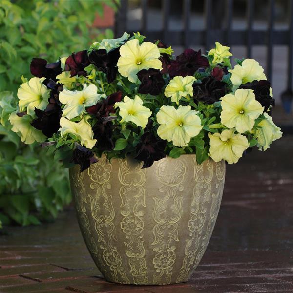 Sophistica® Blackberry Petunia - Container