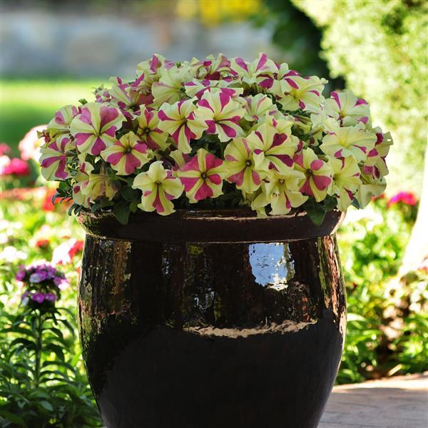 Sophistica® Lime Bicolor Petunia - Container