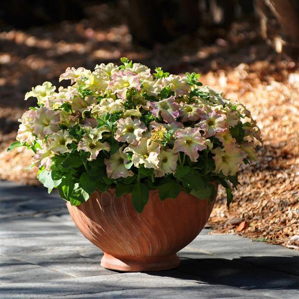 Sophistica® Antique Shades Petunia - Container