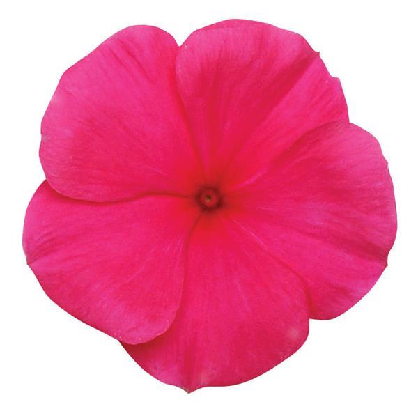 Titan™ Punch Vinca - Bloom