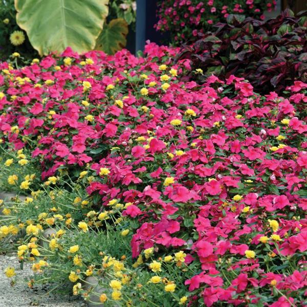 Titan™ Punch Vinca - Landscape