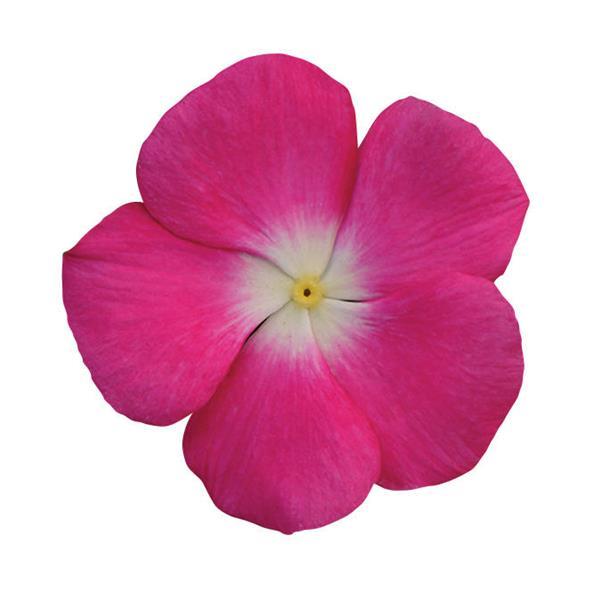 Titan™ Rose Halo Vinca - Bloom