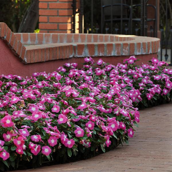 Titan™ Rose Halo Vinca - Commercial Landscape 1