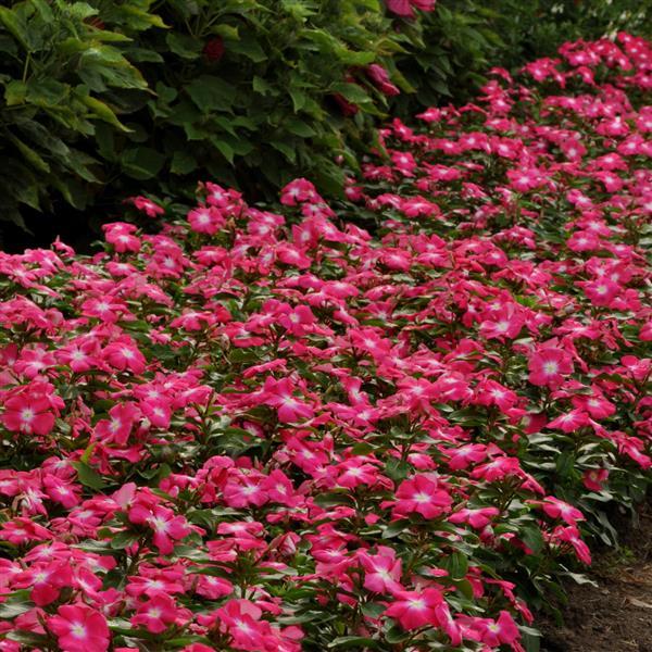Titan™ Rose Halo Vinca - Landscape