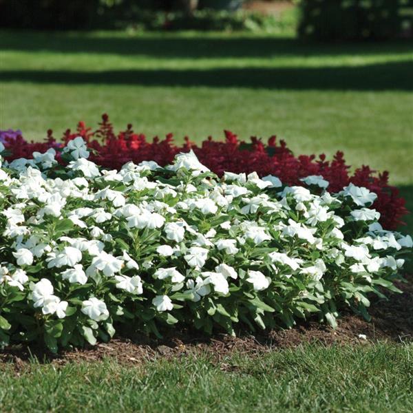 Titan™ Pure White Vinca - Commercial Landscape 1