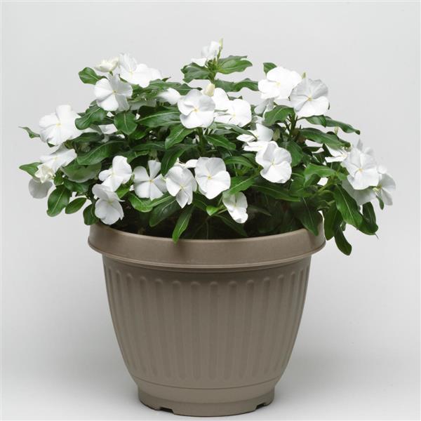 Titan™ Pure White Vinca - Container