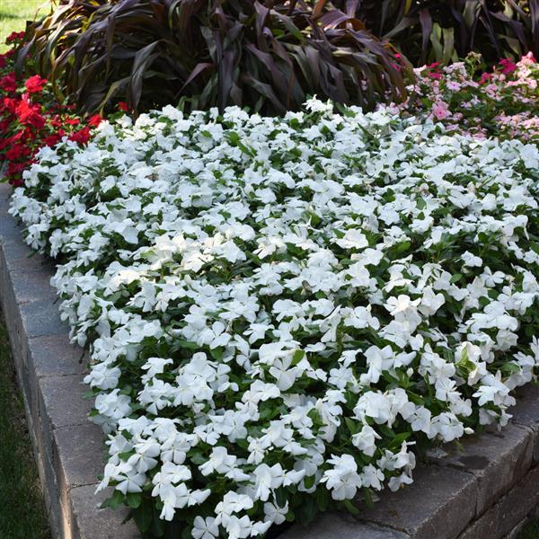 Titan™ Pure White Vinca - Landscape