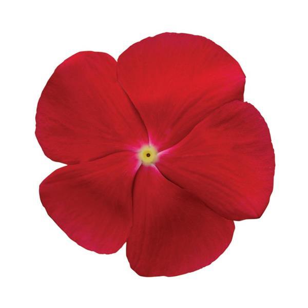 Titan™ Really Red Vinca - Bloom