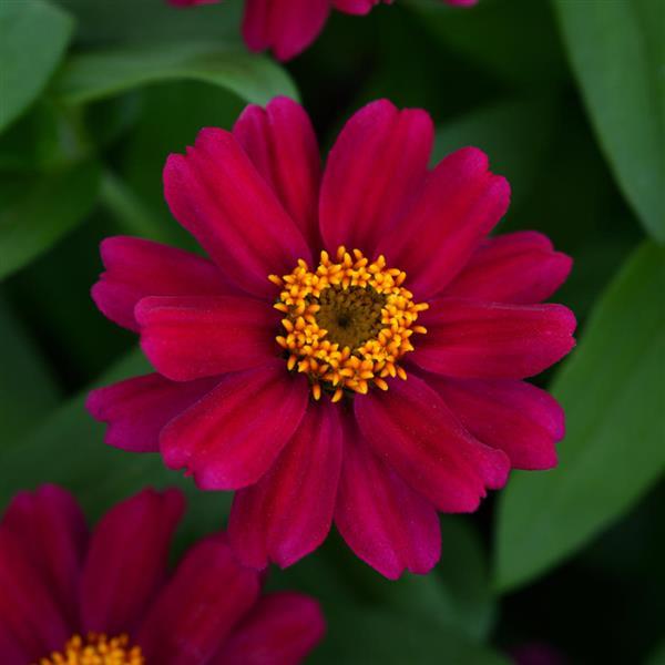 Zahara® Cherry Zinnia - Bloom