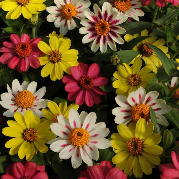 Zahara® Raspberry Lemonade Mixture Zinnia - Bloom