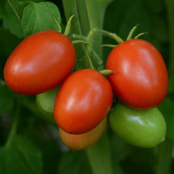 Little Napoli Tomato - Bloom